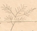 pine tree leaf sketch